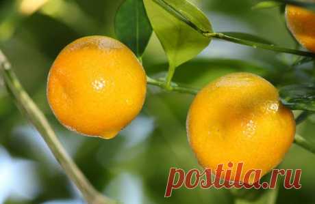 sidrun-sidrunid-kollane-varske-varskus-70477619.jpg (900×585)