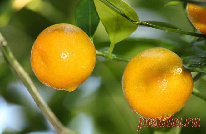 sidrun-sidrunid-kollane-varske-varskus-70477619.jpg (900×585)