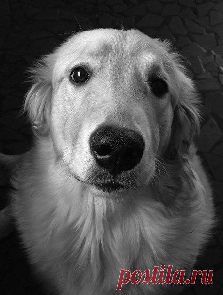 Dog Nina
