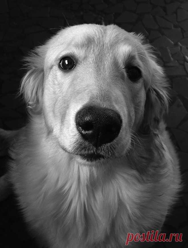 Dog Nina
