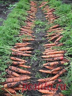 Вкусный Огород: Морковь, апрель - сентябрь, фото

Морковка занимает на моем дачном огороде почетное место.