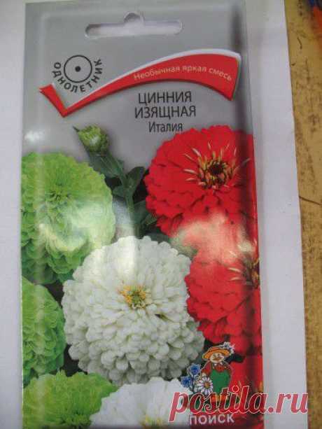 Циния — вырастить просто | Кладовочка Садовницы