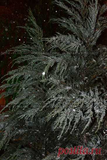 Full frame shot of frozen evergreen tree branches during snowy winter night. Nature background. Стоковое фото, фотограф Ilaronsia / Фотобанк Лори