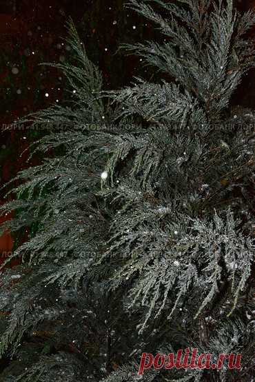 Full frame shot of frozen evergreen tree branches during snowy winter night. Nature background. Стоковое фото, фотограф Ilaronsia / Фотобанк Лори
