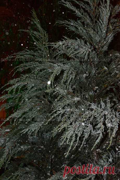 Full frame shot of frozen evergreen tree branches during snowy winter night. Nature background. Стоковое фото, фотограф Ilaronsia / Фотобанк Лори