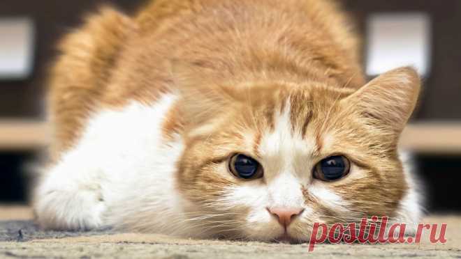 Впервые в России кот стал смягчающим обстоятельством в суде. Суд Кемерово приговорил к условному сроку 48-летнего местного жителя, который обвинялся в хранении оружия, причинении вреда здоровью и хулиганстве. Смягчающим обстоятельством по делу суд признал наличие у мужчины кота. Это стало первым ...