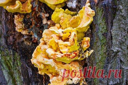 Россиянка нашла гигантский трутовик