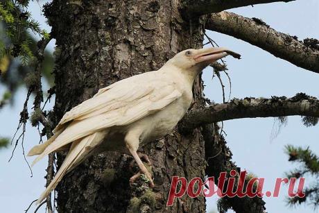 Белые голубоглазые #вОроны снятые фотографом Mike Yip в городе Кваликум Бич, расположенном на острове Ванкувер в Британской Колумбии, Канада. 

#Фото@birdslovers