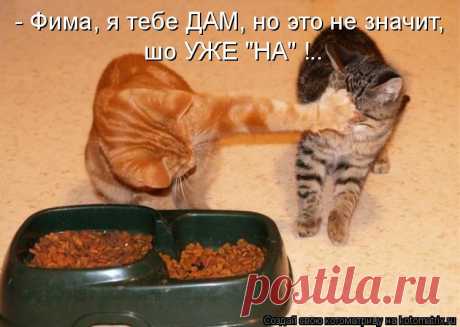 Котоматрица: Случайные котоматрицы