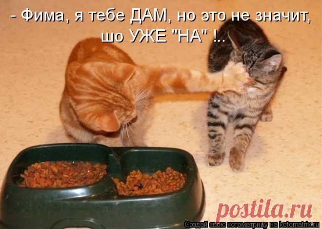 Котоматрица: Случайные котоматрицы