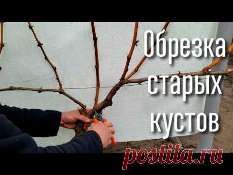 Обрезка старых кустов винограда. Все варианты формировки. Как обрезать старые кусты правильно