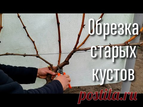 Обрезка старых кустов винограда. Все варианты формировки. Как обрезать старые кусты правильно
