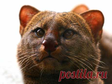 Музей исцеляющих кошек-фото №10