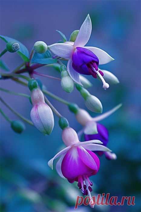 #SephoraColorWash | Purple Flowers