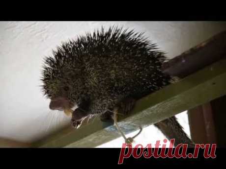Kemosabe's Tree Fort - YouTube