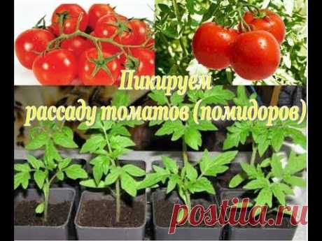 ПИКИРУЕМ рассаду ТОМАТОВ. Секреты и советы по выращиванию рассады - YouTube