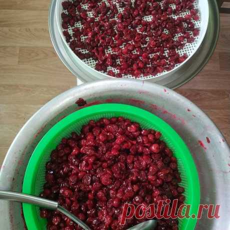 Говорю «Нет!» вишневому компоту и варенью. В этом году из всей вишни сделаю домашние конфеты. Это объеденье | посуДАЧИм об огороде | Яндекс Дзен