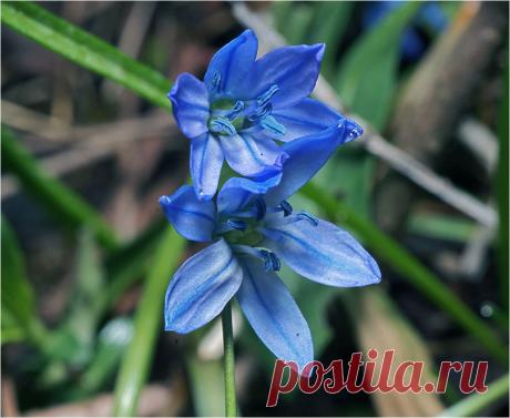 Фотография Scilla siberica - Пролеска сибирская. из раздела природа №5831093 - фото.сайт - Photosight.ru