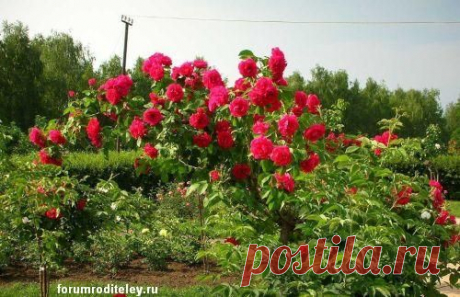 Выращиваем черенки розы в картошке за одно лето :: forumroditeley.ru - форум родителей и о детях