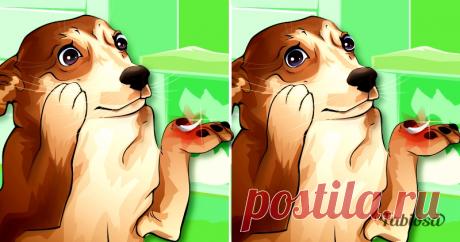 У собаки выпал зуб! Чем это чревато и когда стоит идти к ветеринару? . Милая Я