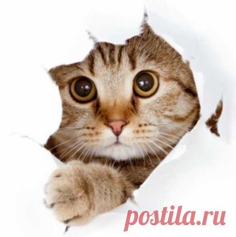 Мой Мир@Mail.Ru