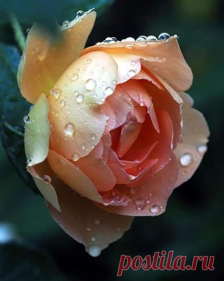 Фотография - Google Фото