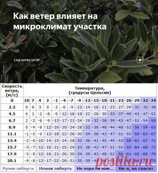 Как ветер влияет на микроклимат участка | Сад Анны Гауэр | Яндекс Дзен