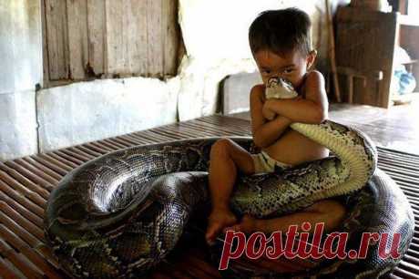 домашний "ПИТОНЕЦ"