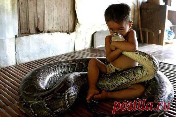 домашний "ПИТОНЕЦ"