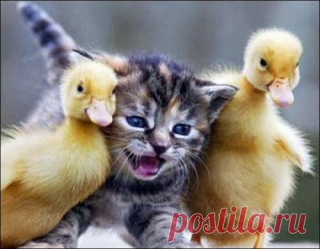 Мой Мир@Mail.Ru