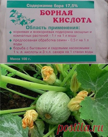 Борная кислота в помощь!
Если загнивают плоды кабачков или цуккини, если томаты в теплице переживают стресс от жары, если не завязываются плоды у перца и баклажана, если мало завязей на огурцах