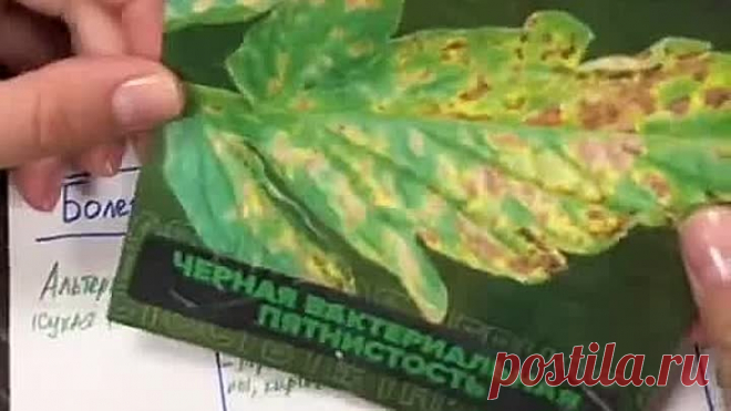 Болезни томатов! Шпаргалка дачникам!📌🍅