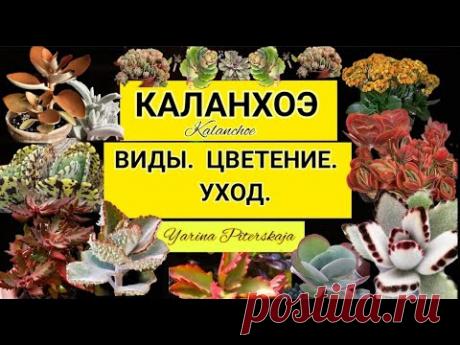 Каланхоэ.Виды. Цветение. Уход.