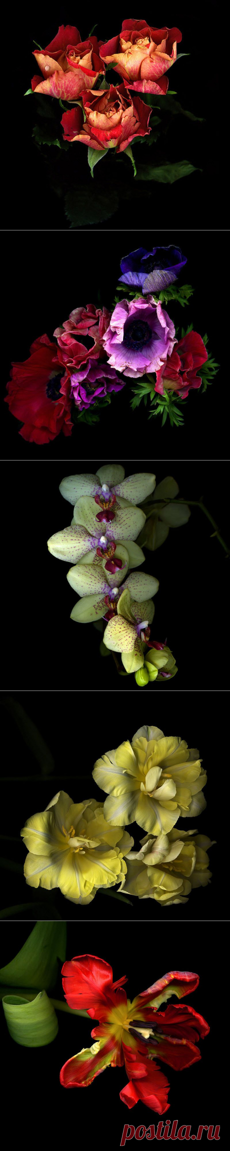 Красота на черном фоне..