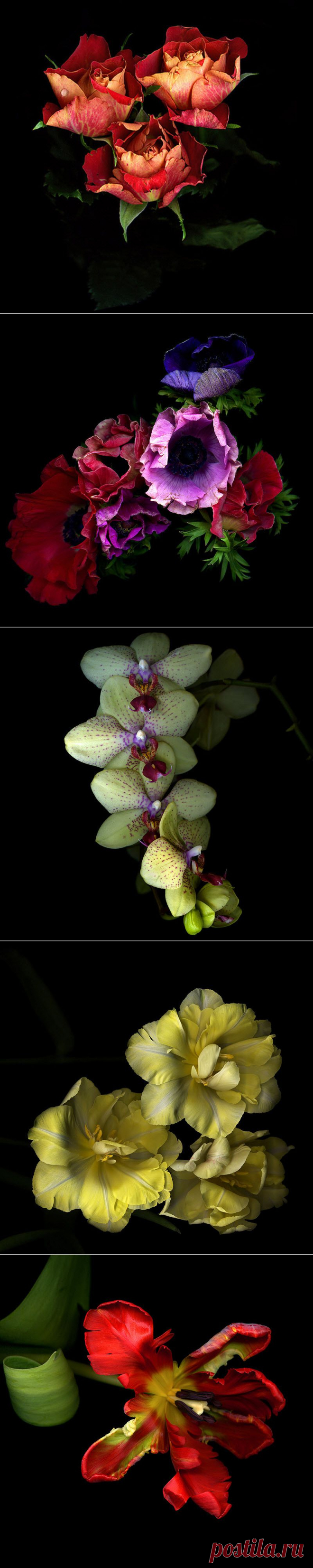 Красота на черном фоне..