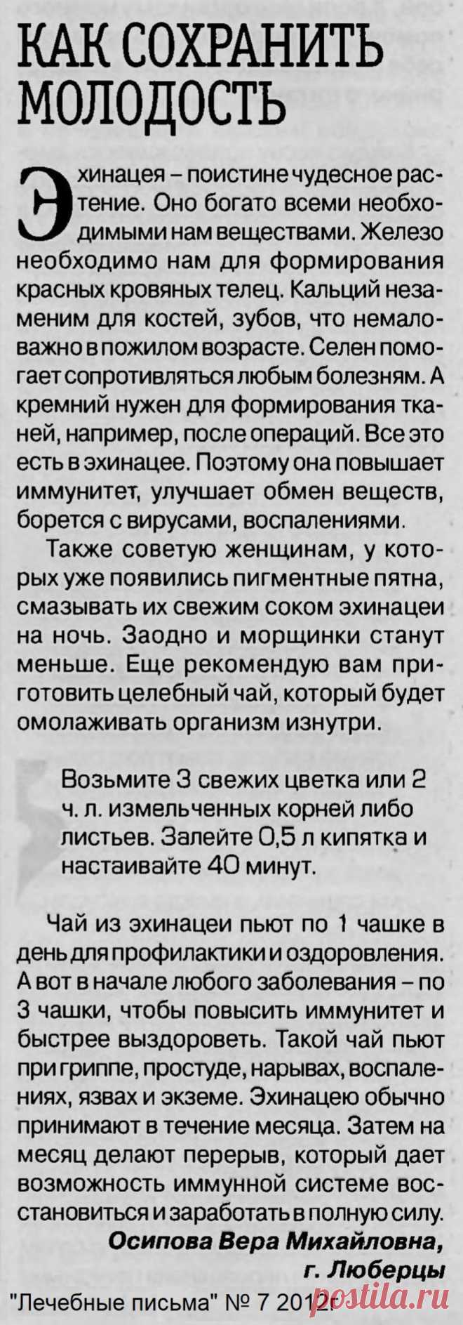 Эхинацея повышает иммунитет