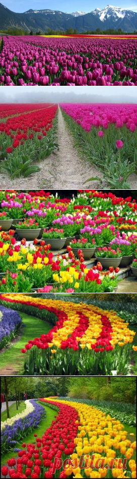 Одноклассники