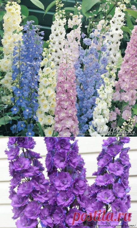 КАК ВЫРАСТИТЬ ДЕЛЬФИНИУМ ИЗ СЕМЯН