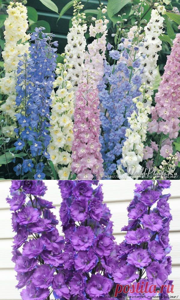 КАК ВЫРАСТИТЬ ДЕЛЬФИНИУМ ИЗ СЕМЯН