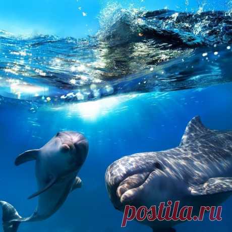 ДЕЛЬФИНЫ