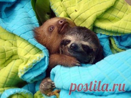 Очаровательные «подушки» / Питомцы