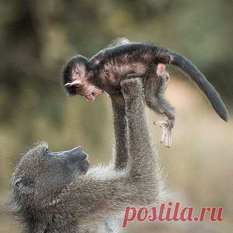 20 удивительных и прекрасных фото дикой природы