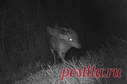 Загадочное рогатое существо с крыльями попало на камеру