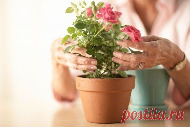 Какие цветы нужно держать дома, если… | Страна Полезных Советов