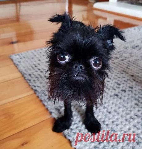 Берегитесь! Зверское обаяние этих 15 животных может запросто сбить с ног