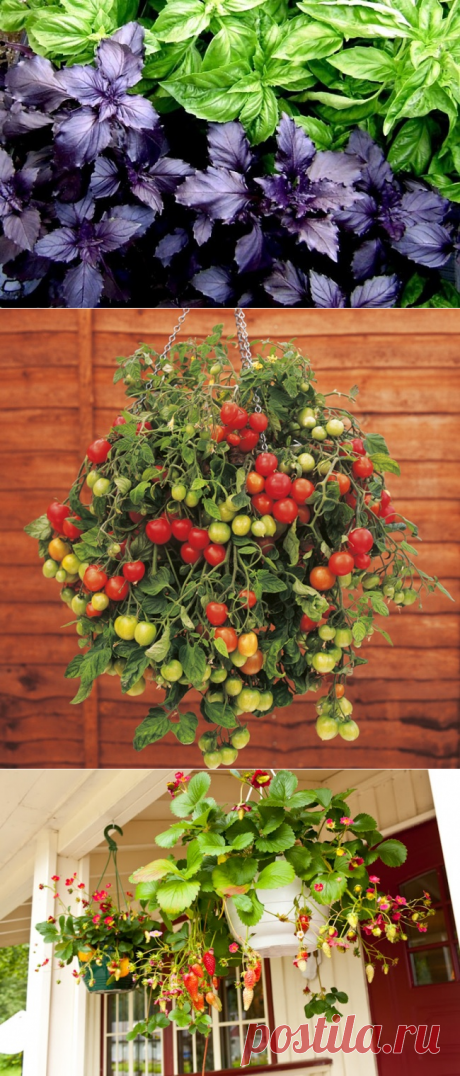 Как вырастить на подоконнике овощи, зелень и проч. — 6 соток