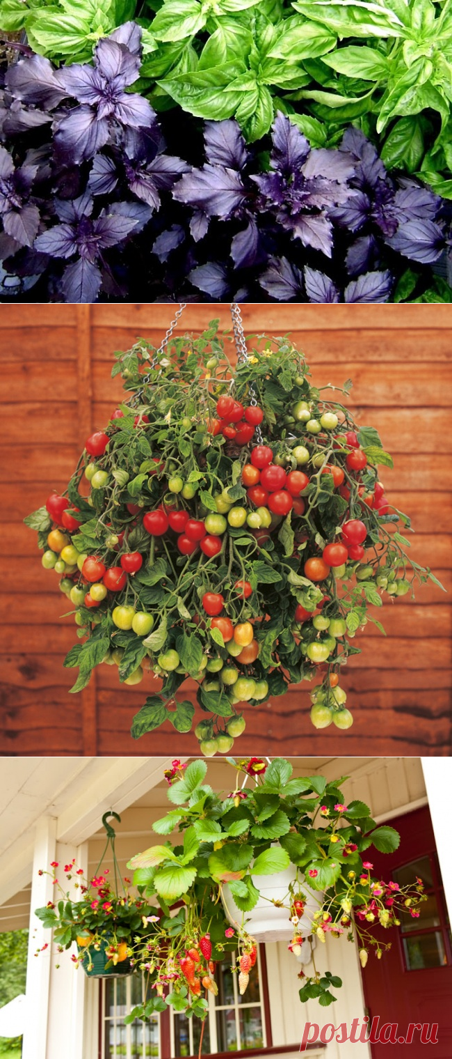 Как вырастить на подоконнике овощи, зелень и проч. — 6 соток