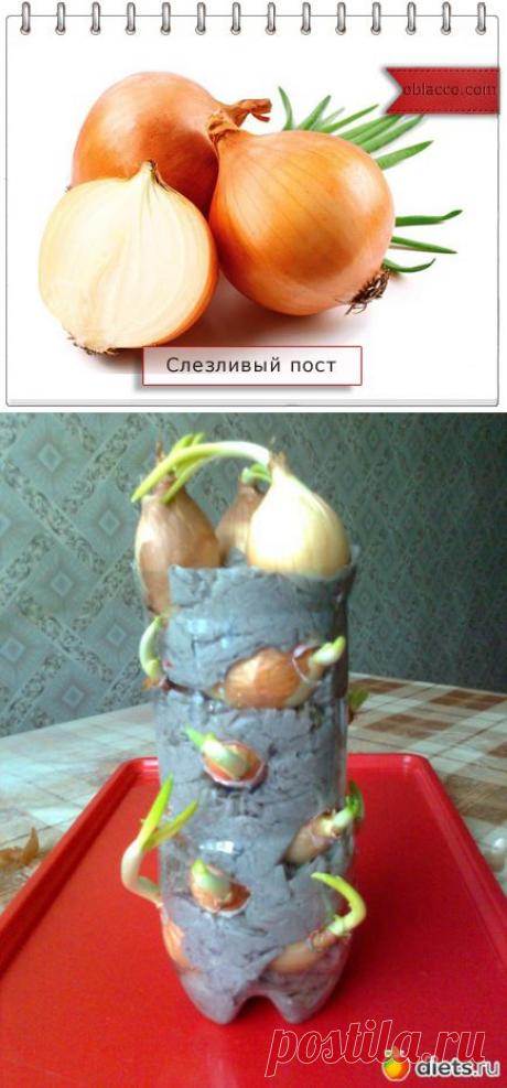 Как вырастить лук в туалетной бумаге. Красивая витаминная композиция