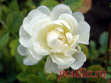 pridlidiya — «Нежность» на Яндекс.Фотках