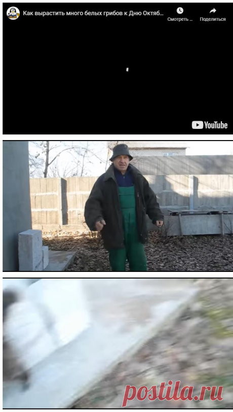 Как вырастить много белых грибов к дню октябрьской революции